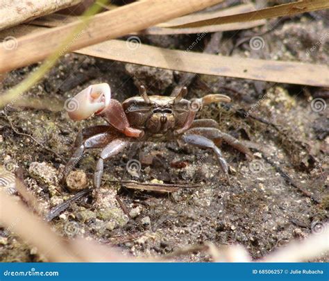 Fiddler crab mating ritual stock image. Image of ocean - 68506257