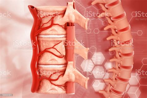 Human Spine Anatomy On Medical Background Stock Photo - Download Image ...