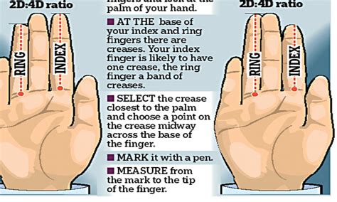 What the length of your index finger says about you | Daily Mail Online