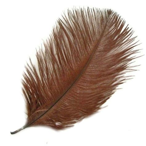 Ostrich Feathers: Largest Feathers We Stock | Feather Planet