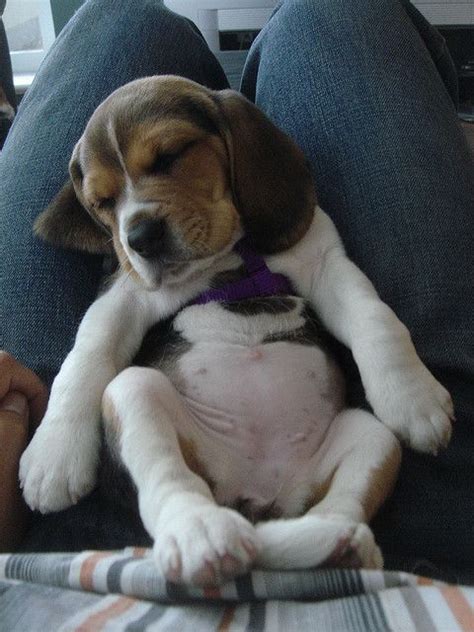 sleeping beagle puppy | Cute beagles, Baby dogs, Puppies