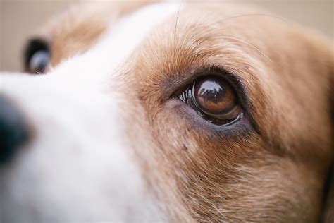All About Your Dog's Eyes