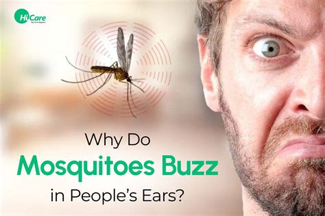 Why Do Mosquitoes Buzz in People’s Ears | HiCare