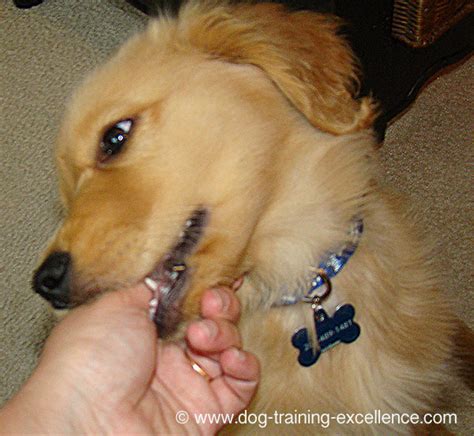 Best Golden Retriever Training Guide