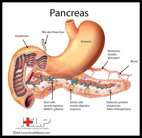 Pancreas | Medical anatomy, Human anatomy and physiology, Anatomy