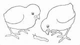 Baby Chick Coloring Page For Kids  ColoringBay sketch template