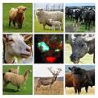 Comprehensive Ruminants Farming Guide