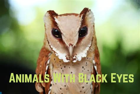 15 Thrilling Animals With Black Eyes (With Pics) - Animal Giant
