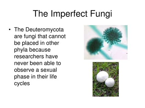 PPT - Classification of Fungi PowerPoint Presentation, free download - ID:5366222