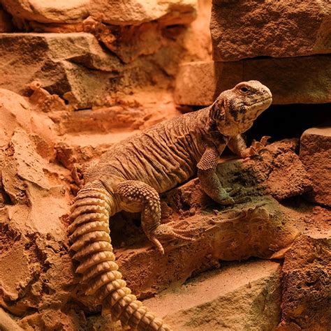 Yellow Uromastyx