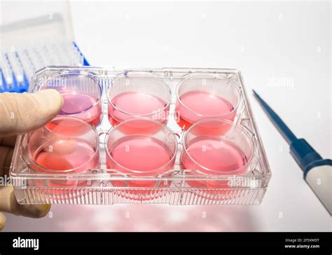 Cell technologies in biology. 6-well culture media plate Stock Photo - Alamy