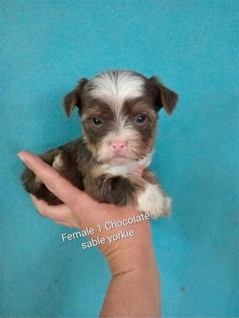 Gorgeous purebred miniature Exotic Yorkie puppies for sale ...