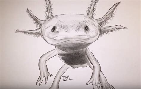 How to draw an axolotl step by step easy with this how-to video and step-by-step drawing ...