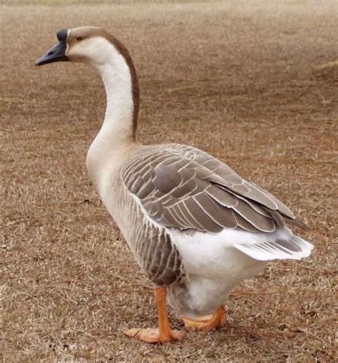 Guide to domestic goose breeds – Artofit