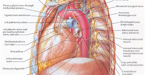 Pedi cardiology: Accessory Hemiazygos Vein