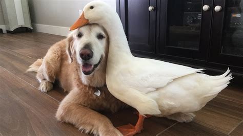 Dog dog Goose : r/rarepuppers