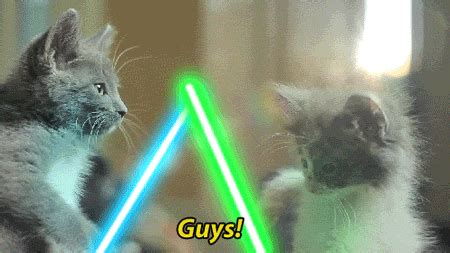 Star Wars Fighting GIF by Internet Cat Video Festival - Find & Share on GIPHY