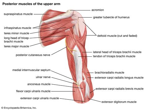 Arm | Definition, Bones, Muscles, & Facts | Britannica