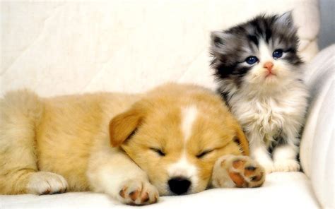 Dog and cat wallpapers