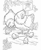 Chicken Coloring Pages For Kids  Home sketch template