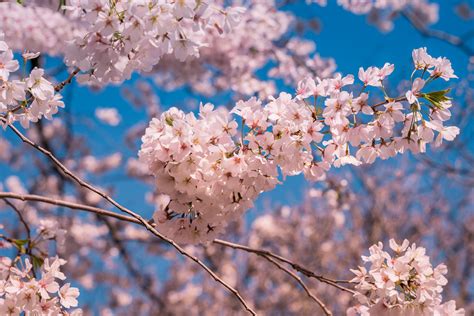 Blossoms on Capitol Hill | John Brighenti | Flickr