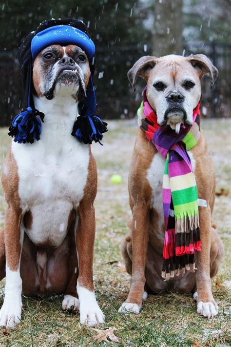 boxer dogs winter sitting outfit - BuzzSharer.com