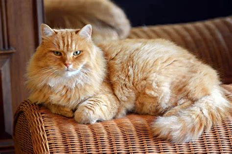 11 best hypoallergenic cat breeds | Pets4you