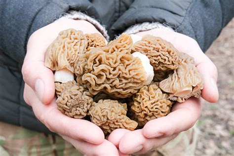 Morel Mushroom Map South Dakota - Printable Online