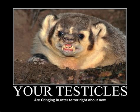 Honey Badger Funny Quotes. QuotesGram