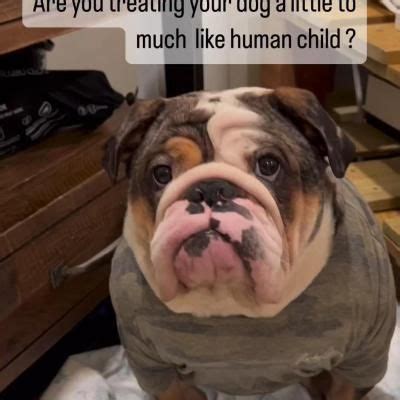 Pin by Kimberly Marsden on English Bulldogs [Video] | English bulldog ...