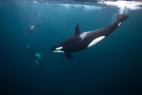 underwater orca pod stephane granzotto | Valhalla Expedition