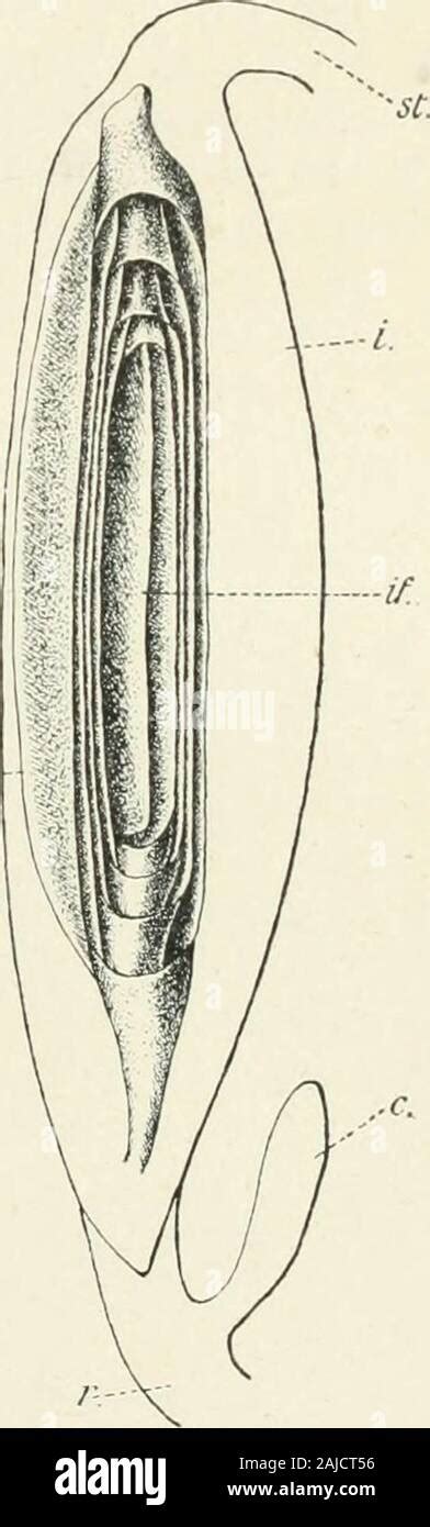 Fossil fish scales hi-res stock photography and images - Alamy