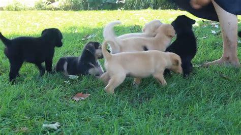 German Sheprador Puppies For Sale - YouTube