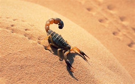 Sahara Desert Animals Information