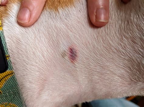 Are Tick Bites Painful For Dogs