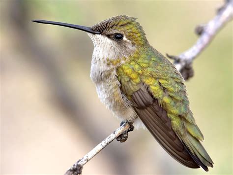 Black-chinned Hummingbird | Celebrate Urban Birds