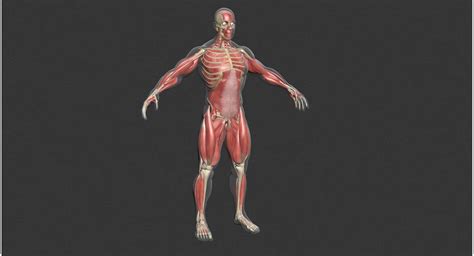 Male Muscle Anatomy - 3D Model by dcbittorf