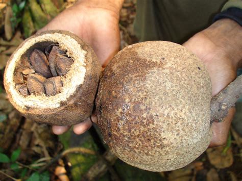 What are Brazil Nuts – How Brazil Nuts Grow? - Nutsaholic