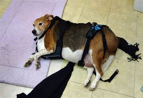 Obese Beagle that could barely walk has lost THREE STONE after a strict ...