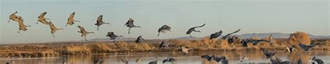 Free Images : flock, panorama, wetland, birdsinflight, nikond800e, water bird, bird migration ...