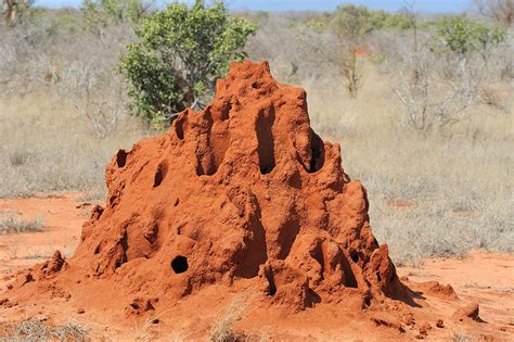 Termite Mounds are Mind-Blowing Metropolises | Thomson Safaris
