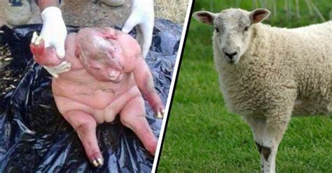 South African Villagers Terrified By Half-Human, Half-Sheep Hybrid 'Sent By The Devil ...