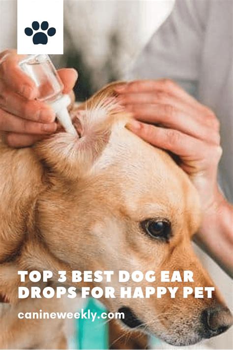 3 Best Dog Ear Drops in 2021 (That Actually Work!) | Canine Weekly ...