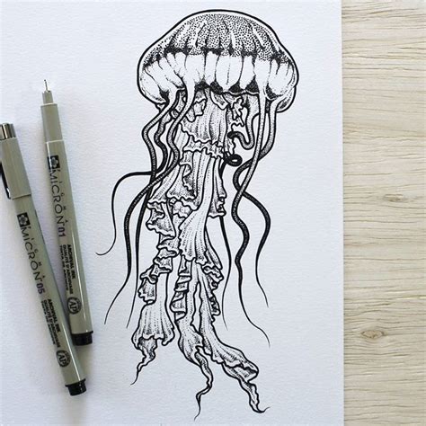 Delicate black line jellyfish tattoo | Jellyfish art, Jellyfish illustration, Jellyfish drawing