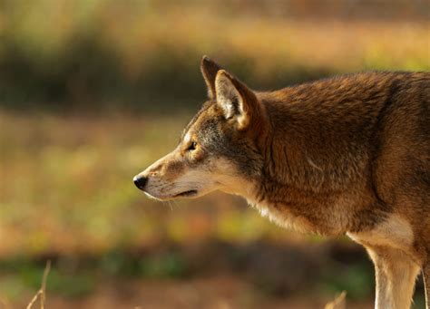 12 Critically Endangered Red Wolf Pups Born in North Carolina Zoo | OC Shelter Pets