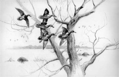 Mallard Duck Pencil Drawing at PaintingValley.com | Explore collection of Mallard Duck Pencil ...