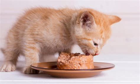 What Do Kittens Eat? - A-Z Animals