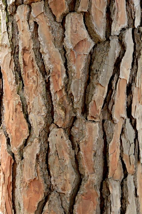 Tree Bark Textures