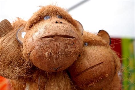 coconut monkeys | Recent Photos The Commons Getty Collection Galleries ...