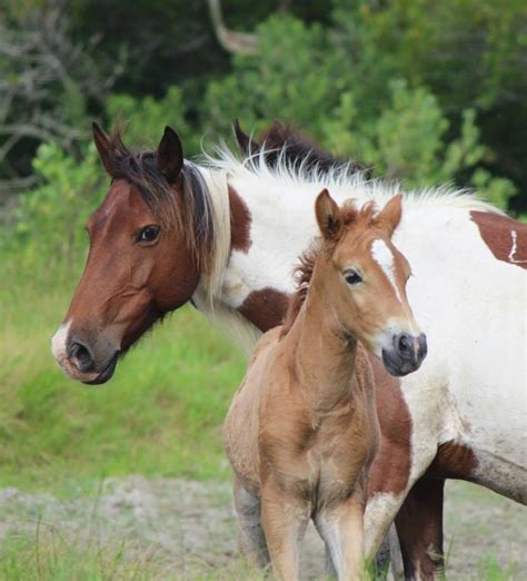 Critter Sitter's Blog: Chincoteague Pony Penning Photos